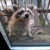 Was An Innocent Raccoon The Victim Of A Panicked UWS Smear Campaign?